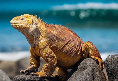 The Importance of Conservation: Preserving the Enigmatic Dark Iguana for Future Generations