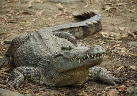 The Importance of Crocodile Dreams during Pregnancy