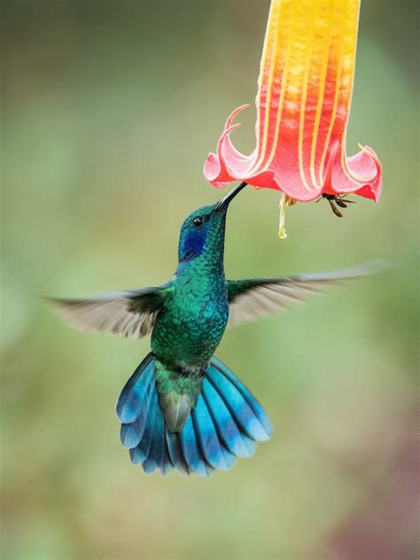 The Importance of Dreaming about a Ivory-Colored Hummingbird