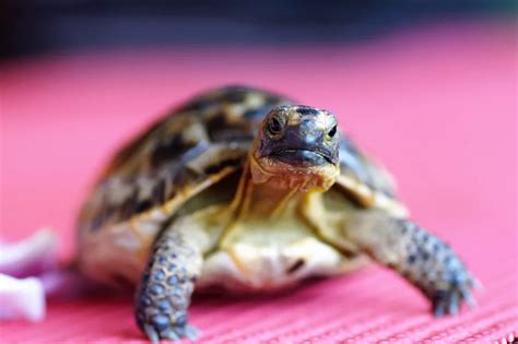 The Importance of Dreaming about a Tiny Tortoise