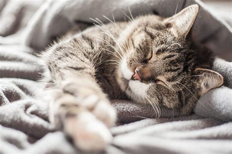 The Importance of Dreaming about a Young Feline