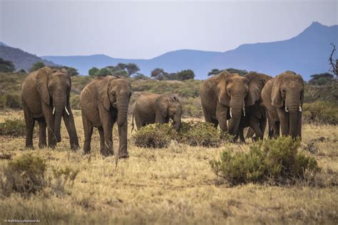 The Importance of Elephants in Diverse Cultures