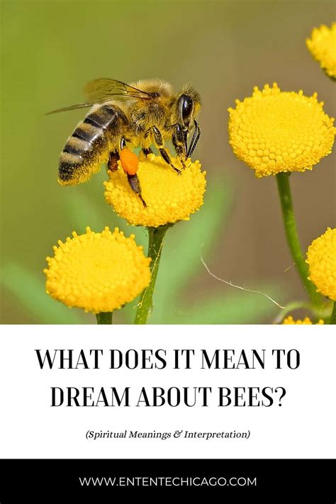 The Importance of Infant Bees in Dreams