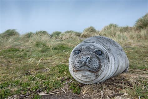 The Importance of Juvenile Seals in Nature's Ecosystem