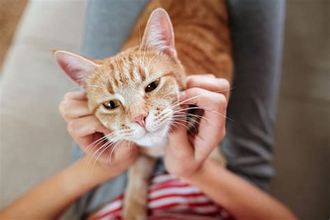 The Importance of Kitten Therapy in Pet-Assisted Interventions: Enhancing Wellbeing and Contentment