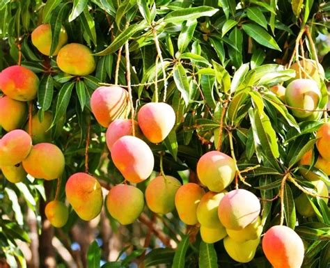 The Importance of Mangoes in Cultural Beliefs and Traditions