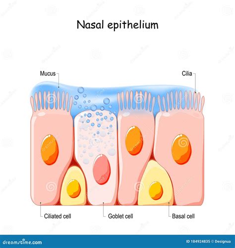 The Importance of Nasal Secretions in Dreams