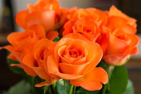 The Importance of Orange Roses in Various Cultures