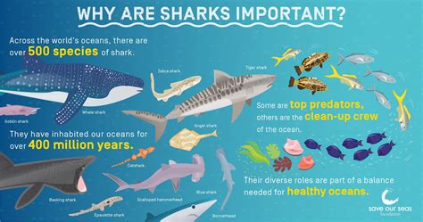 The Importance of Play in Shark Conservation