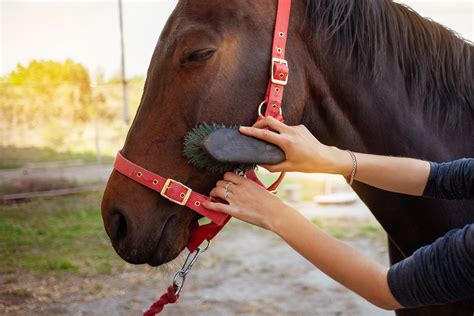 The Importance of Regular Horse Care