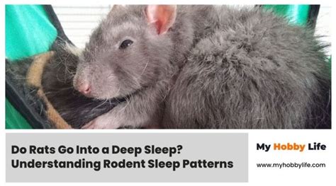 The Importance of Rodent Sleep Patterns: Examining the Significance of Mouse Fantasies in Sleep Research and Cognitive Studies