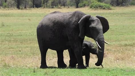 The Importance of Size and Power in Elephant Reveries