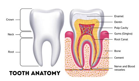 The Importance of Teeth in Human Anatomy