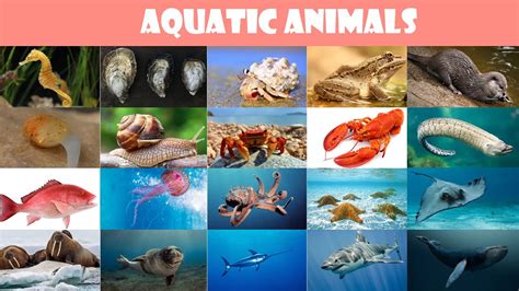 The Importance of Tiny Aquatic Creatures in Various Cultures