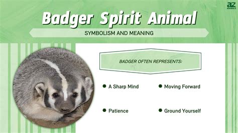 The Importance of the Badger as a Spirit Animal