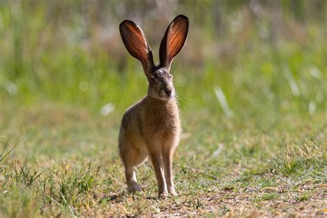 The Importance of the Enigmatic Bunny