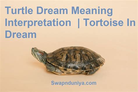 The Importance of the Tortoise in the Dream's Narrative