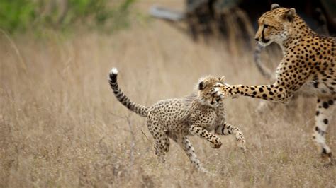 The Impressive Adaptations of Cheetahs in their Natural Habitat