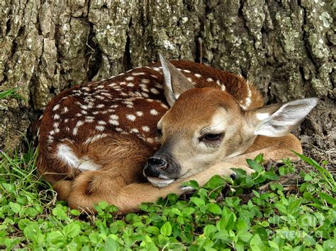 The Impressive Adaptations of Newly Born Fawns: Surviving their Initial Days