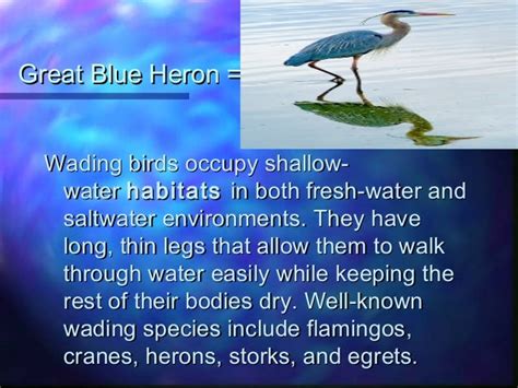 The Incredible Adaptations of Aquatic Birds