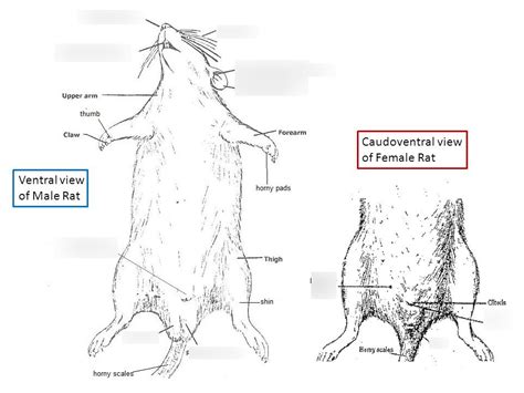 The Incredible Anatomy of the Aerial Rodent