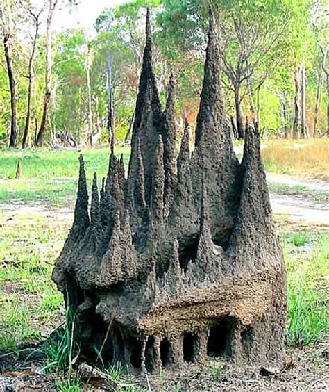 The Incredible Architectural Skills of Termites: Building Magnificent Structures