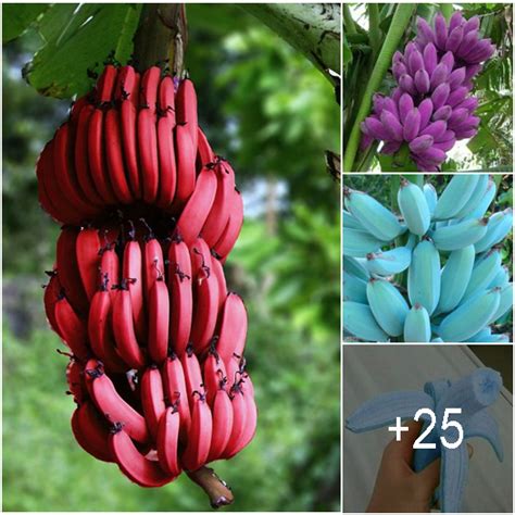 The Incredible Array of Banana Colors and Shapes