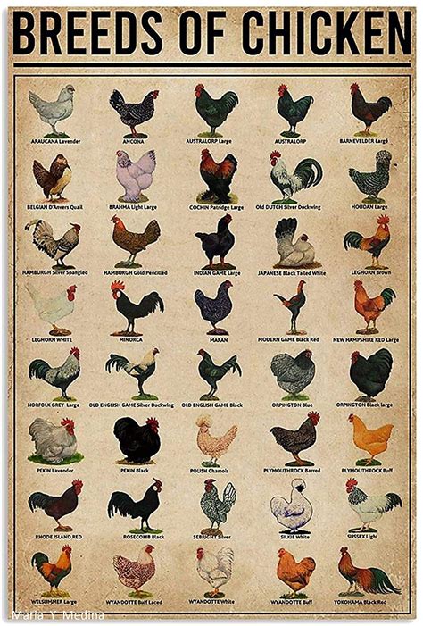 The Incredible Diversity of Chicken Breeds