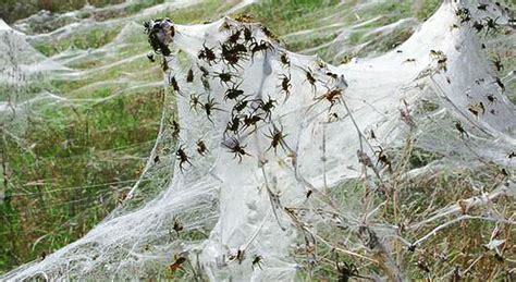 The Incredible Flying Spider: Unveiling the Physics of Spider Flight