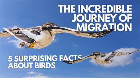 The Incredible Journey of Migration