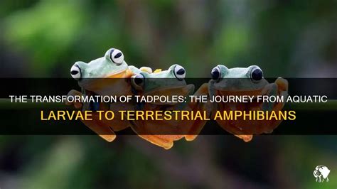 The Incredible Journey of Tadpoles: From Minute Eggs to Versatile Amphibians