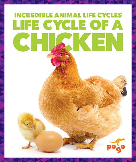 The Incredible Life Cycle of a Majestic Poultry