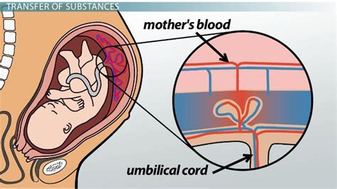 The Incredible Organ that Nourishes and Sustains Life: Exploring the Wonders of the Placenta