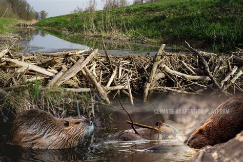 The Incredible Resilience of Beaver Dams