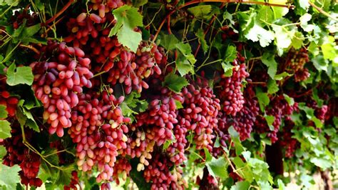 The Indescribable Bliss of Enjoying Crimson Grapes: Exploring the Health Advantages and Culinary Uses