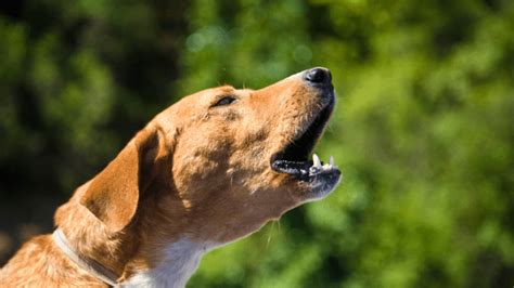 The Influence of Anxiety and Stress on Dreams Involving Canine Vocalizations