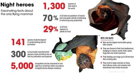 The Influence of Bat Conservation on our Dreams