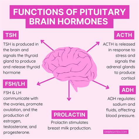 The Influence of Brain Activity and Hormones on Generating Pink Dreams