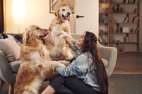 The Influence of Canines on Our Mental Well-being