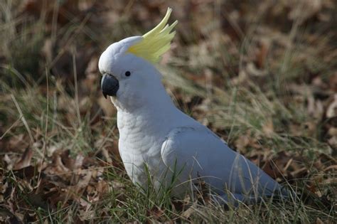 The Influence of Colors and Behaviors of Sulphur-Crested Cockatoos on the Interpretation of Dreams