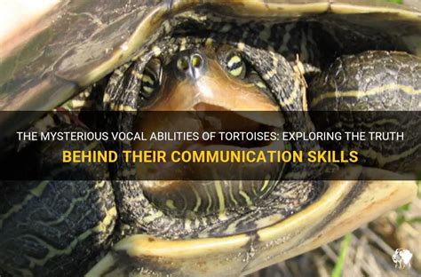 The Influence of Experiencing Communication with a Vocal Tortoise on Your Everyday Reality