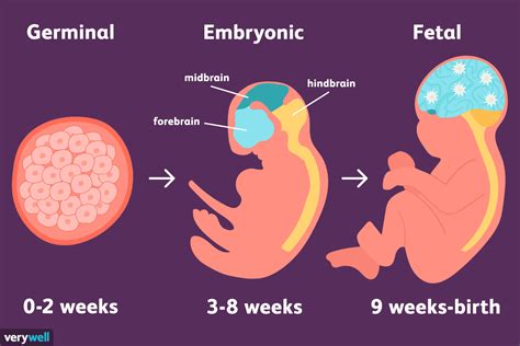 The Influence of External Factors on Embryonic Dream Patterns