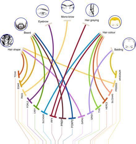 The Influence of Genetics on Beard Growth Potential