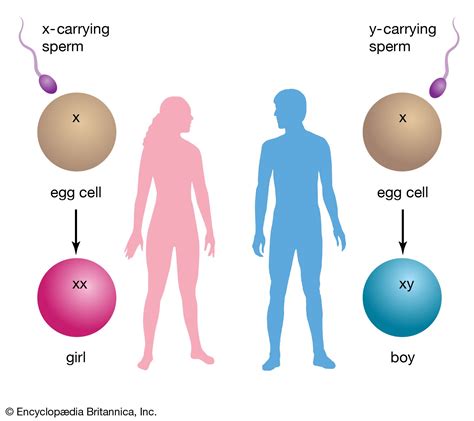 The Influence of Genetics on Determining the Gender of Your Child