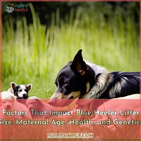 The Influence of Genetics on Litter Size