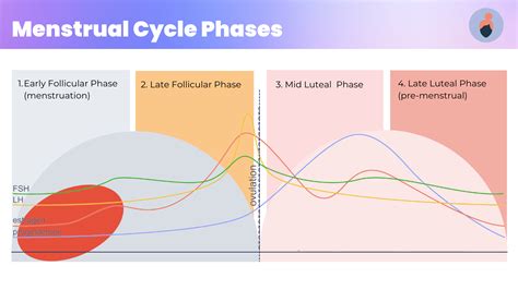 The Influence of Hormones: How Menstrual Cycles Impact Dreaming