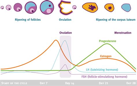 The Influence of Hormones on Pregnancy and Menstruation