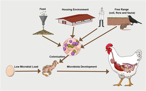 The Influence of Imagining a Monochrome Poultry on Professionalism and Achievements