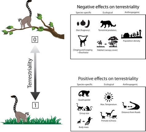 The Influence of Surrounding Factors on Primate Sleep Imagery