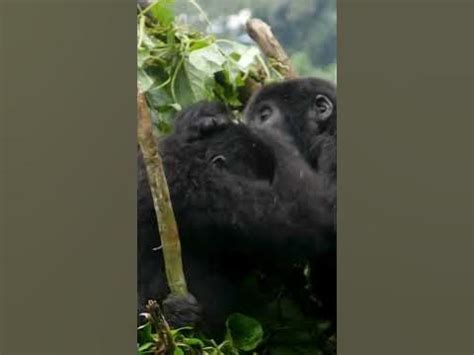 The Intense Rituals and Displays of Dominance in Gorilla Battle